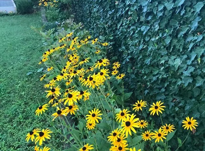 Къща за гости Byala 4*